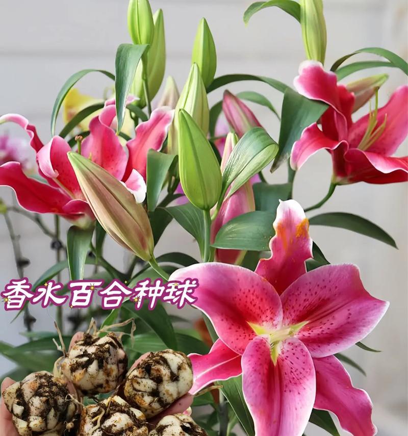 木百合鲜花的花语有哪些？木百合象征着什么？