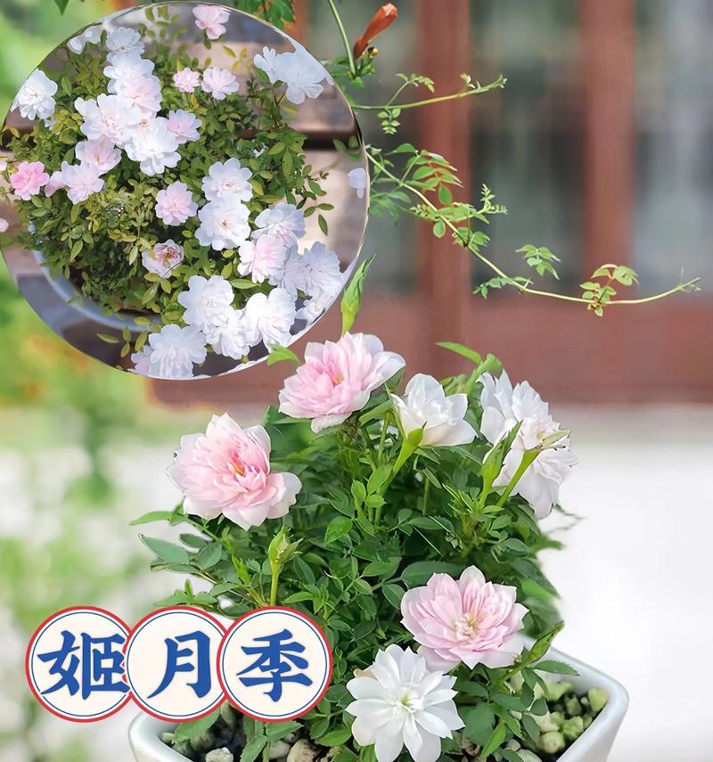 粉红盆栽月季怎么养护？如何保持粉红月季的鲜艳和健康？