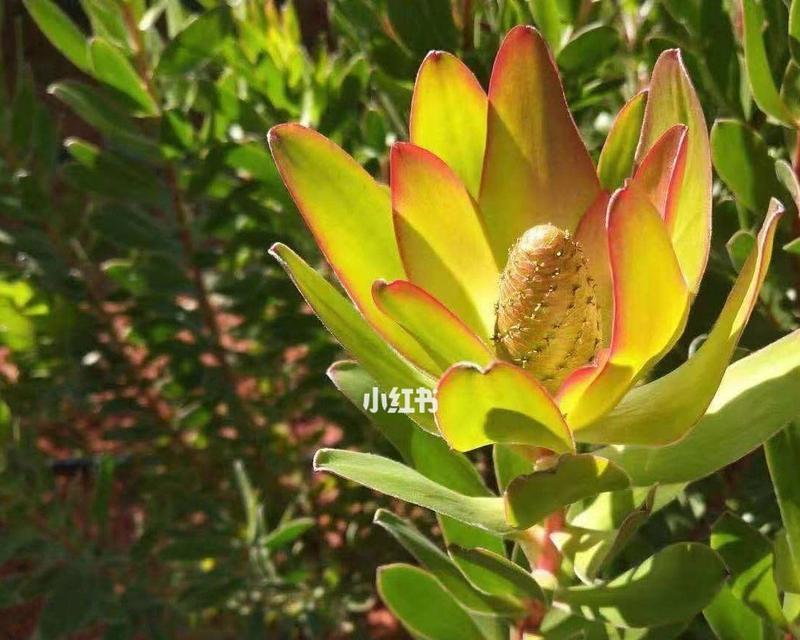 木百合鲜花的花语有哪些？木百合象征着什么？