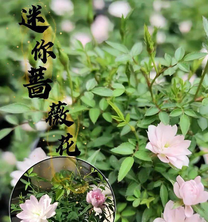 粉红盆栽月季怎么养护？如何保持粉红月季的鲜艳和健康？