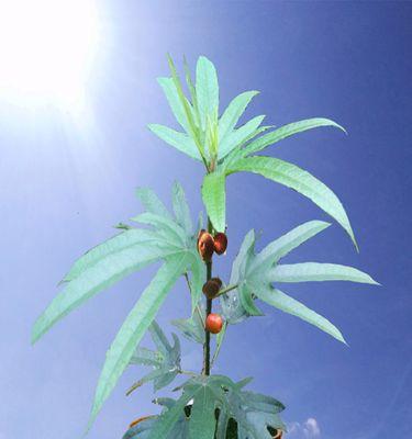植物的种植方法有哪些？初学者应该注意哪些要点？