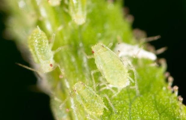 蚜虫的神奇现象指的是什么？它对植物有什么影响？
