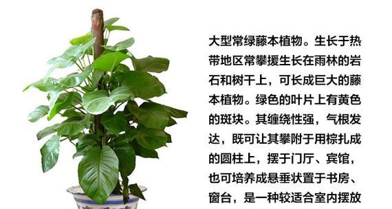 植物的种植方法有哪些？初学者应该注意哪些要点？
