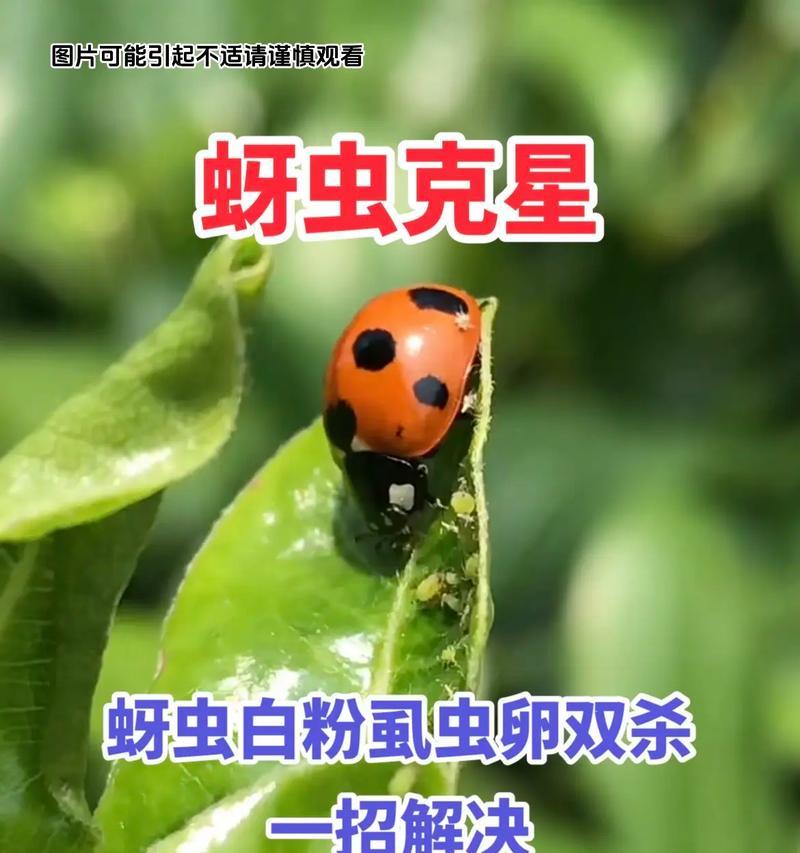 蚜虫的神奇现象指的是什么？它对植物有什么影响？