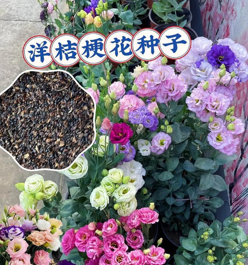 变玫瑰花的含义是什么？它在花语中有何特殊意义？