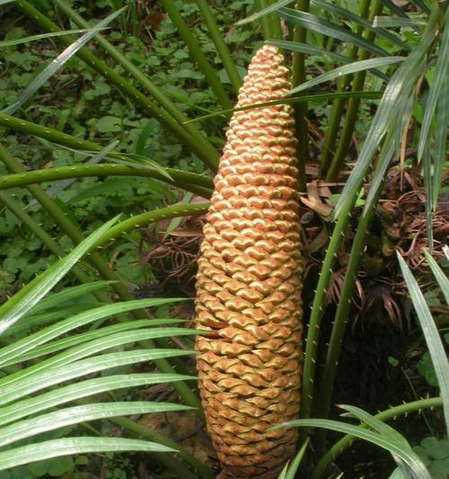 南方有哪些常见的野生植物？它们的生长环境如何？
