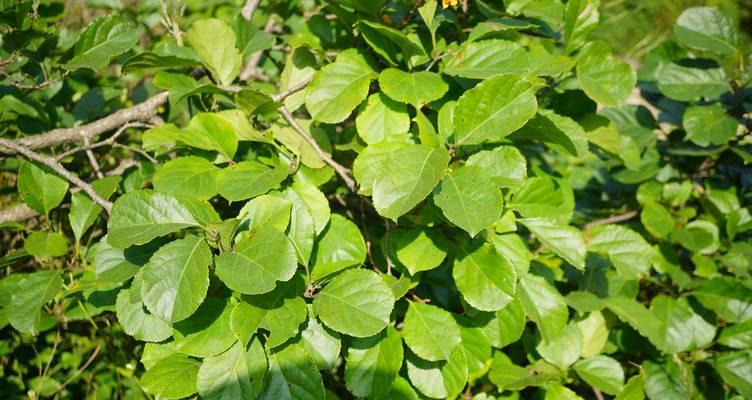 南方有哪些常见的野生植物？它们的生长环境如何？