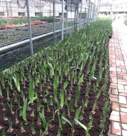 百合种球如何自育种植？种植过程中需要注意什么？