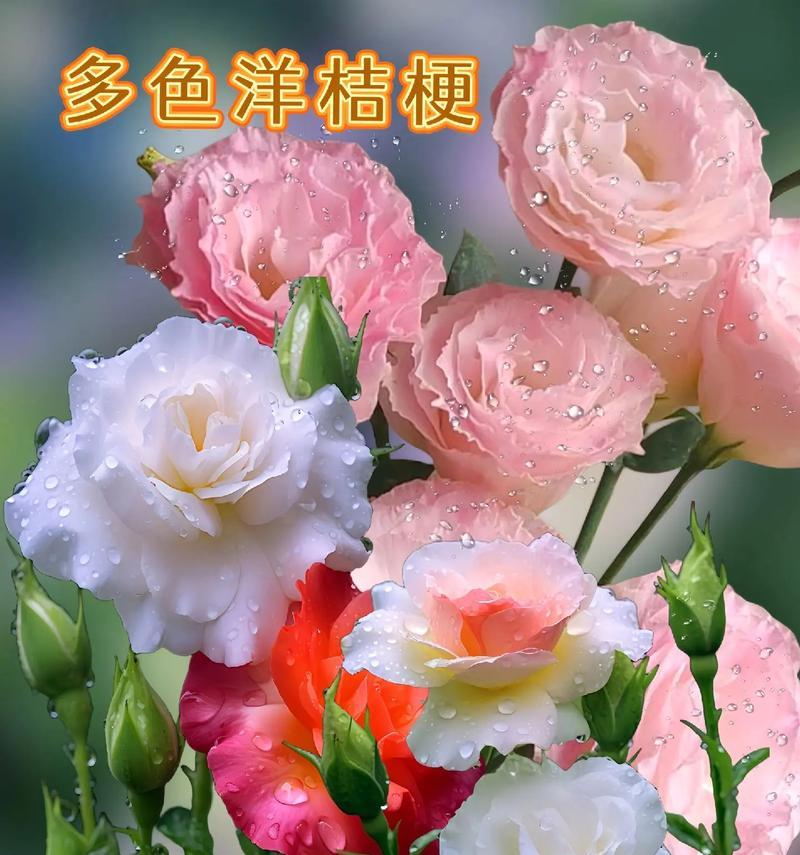 哪种花代表了无望的情感？