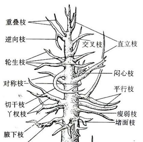 盆栽修剪的逻辑是什么？如何进行有效的盆栽修剪？