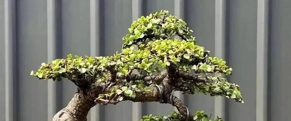 盆栽修剪的逻辑是什么？如何进行有效的盆栽修剪？