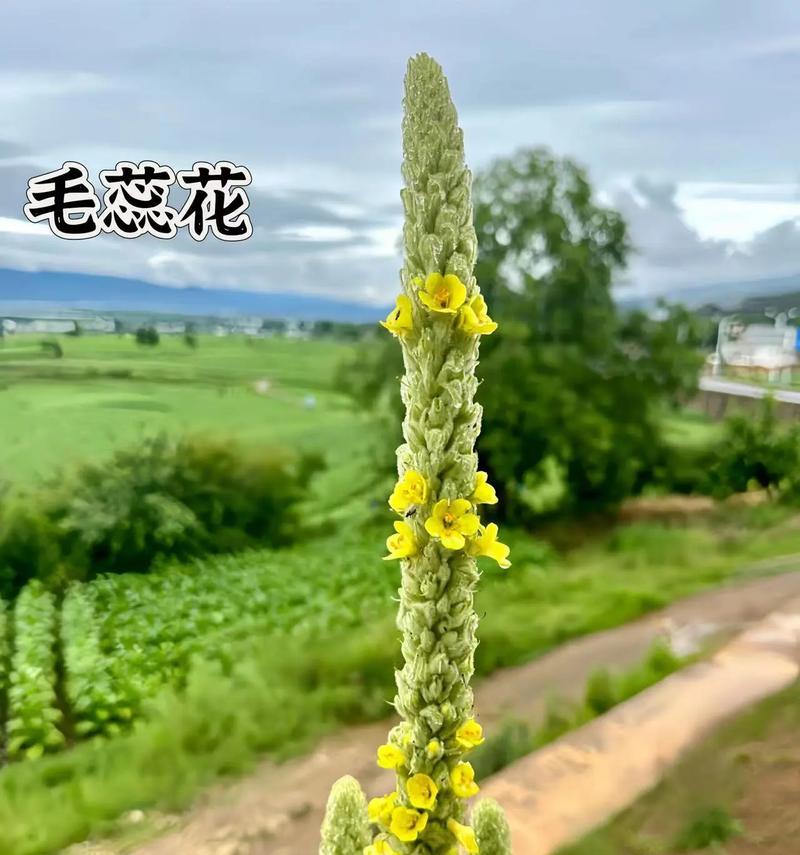 植物的种类繁多，它们都有哪些名字？