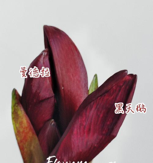黑色和红色花卉的名称是什么？