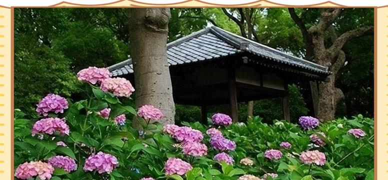 紫阳花的寓意是什么？它们通常象征着什么？