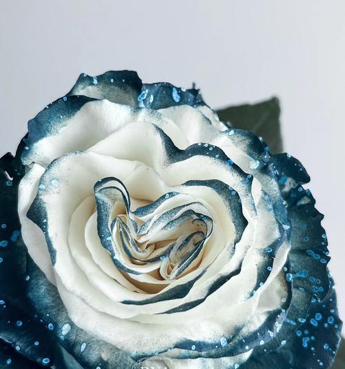 银河系玫瑰花象征着什么？