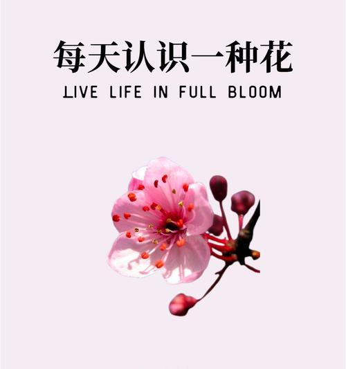 花语通常表达什么？