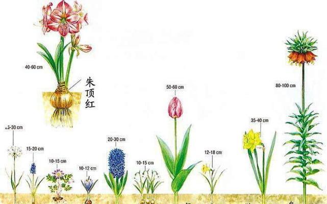 室外植物怎么种植方法图解？有哪些步骤？
