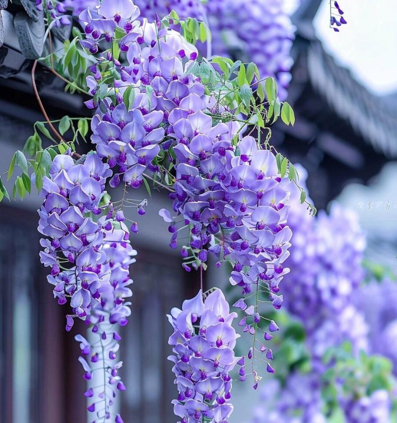 哪种花的花语代表失望？它的含义是什么？