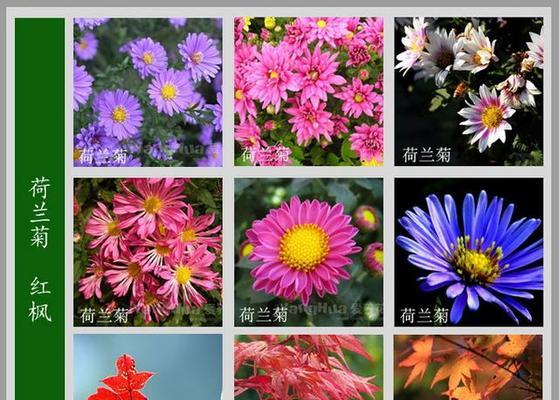 花卉市场里有哪些花？它们各自有什么特点？