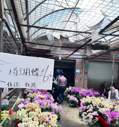 花卉市场里有哪些花？它们各自有什么特点？