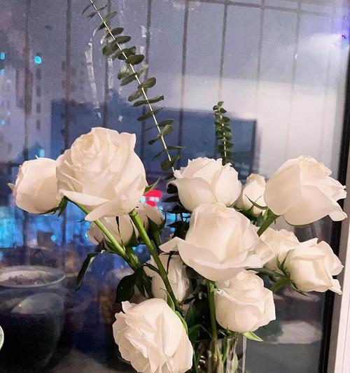 单独的白玫瑰花语是什么？白玫瑰单独出现时代表什么？
