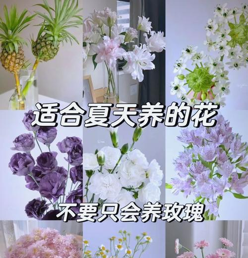 不太潮又不太土的花卉叫什么？有哪些适合现代家居的花卉推荐？