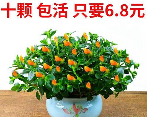 不太潮又不太土的花卉叫什么？有哪些适合现代家居的花卉推荐？