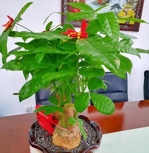 发财树会开花吗？哪些花卉可能是其花朵？