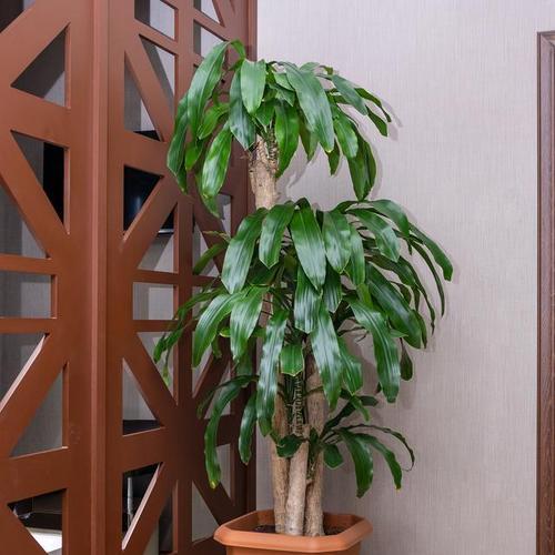 发财树会开花吗？哪些花卉可能是其花朵？