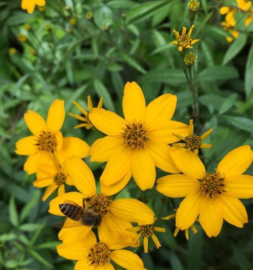 百合花最后三节代表什么？寓意何在？