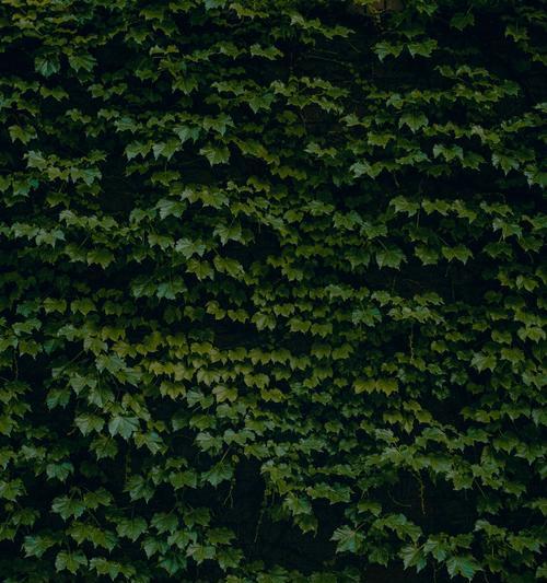 荆棘属于哪种植物？