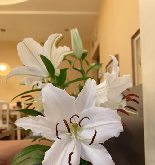 百合花最后三节代表什么？寓意何在？