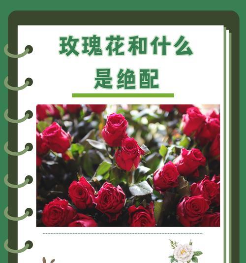 五束玫瑰花寓意什么含义？五束玫瑰的象征意义是什么？