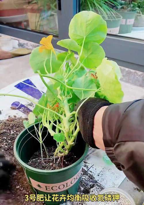 可土壤种植的花卉有哪些？哪些花卉适合土壤栽培？