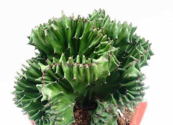 高考送什么植物？哪些植物能为考生带来好运？