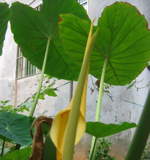 运营活动中常见的植物有哪些？它们的作用是什么？