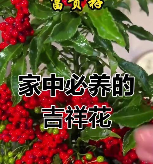 高考送什么植物？哪些植物能为考生带来好运？