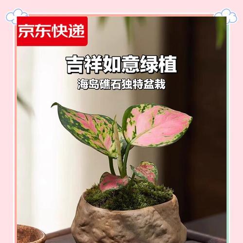 高考送什么植物？哪些植物能为考生带来好运？