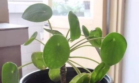 运营活动中常见的植物有哪些？它们的作用是什么？