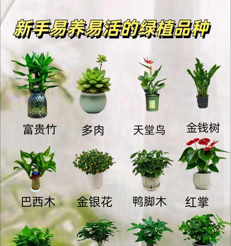 运营活动中常见的植物有哪些？它们的作用是什么？