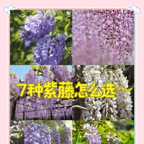 山地适合种植哪些花卉品种？如何选择？
