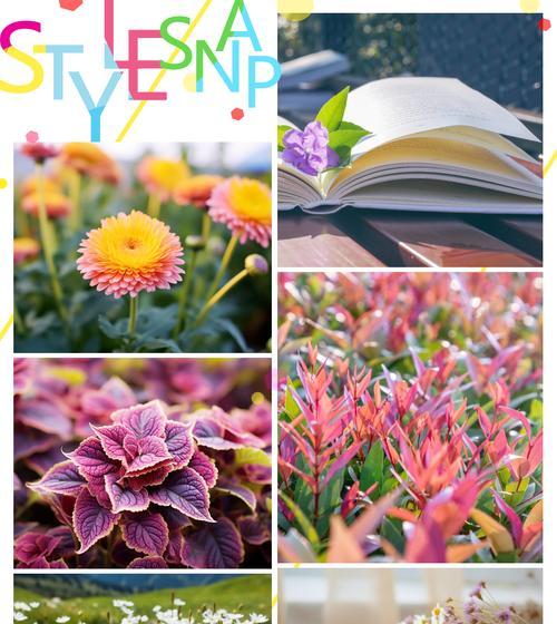 山地适合种植哪些花卉品种？如何选择？