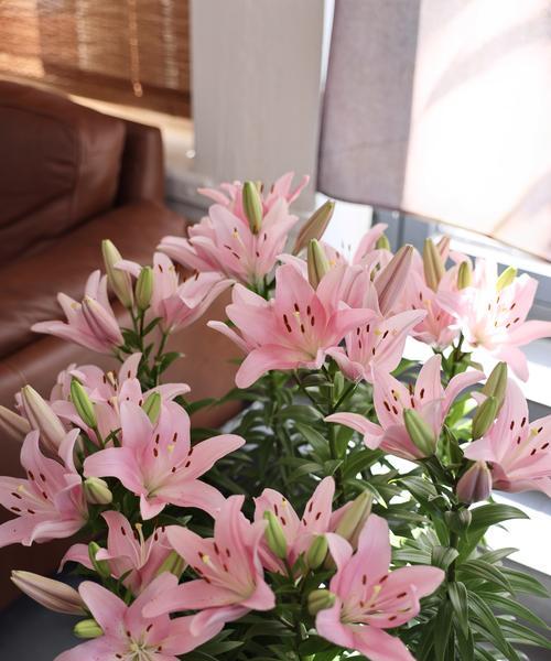 山地适合种植哪些花卉品种？如何选择？