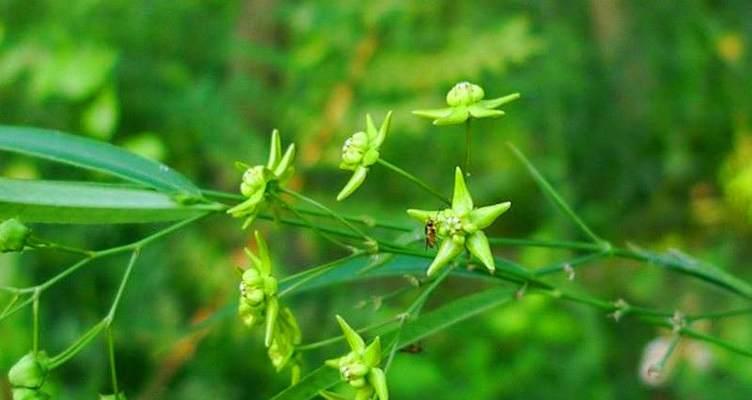 细辛植物有哪些特征？细辛有哪些种类？