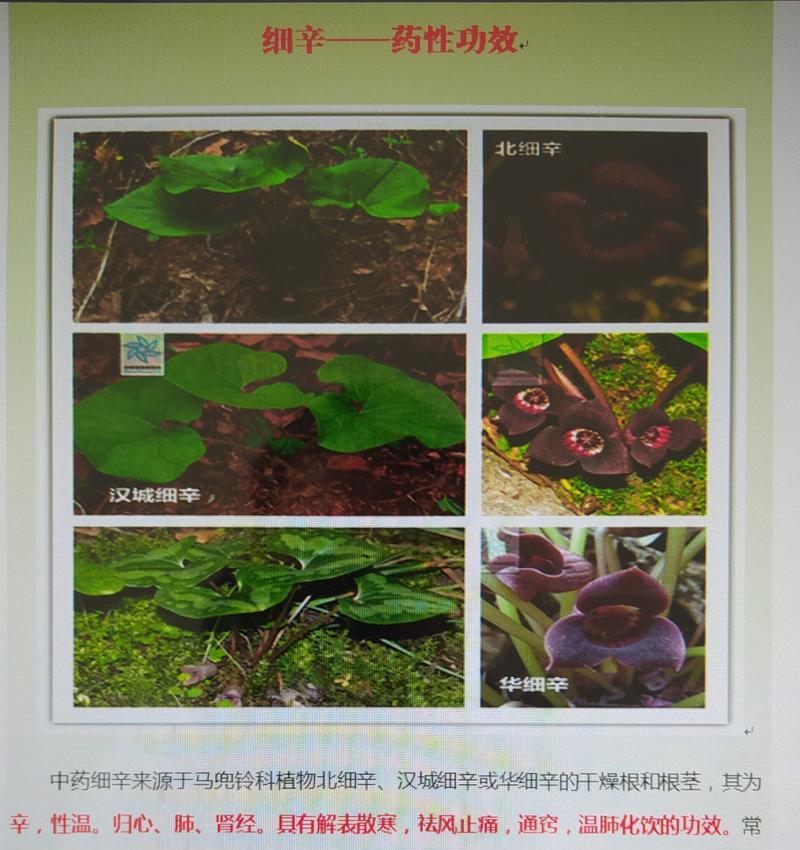 细辛植物有哪些特征？细辛有哪些种类？