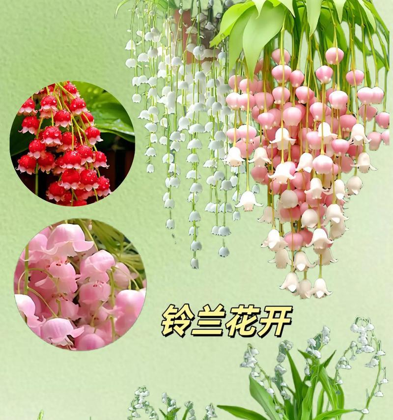 数字19的花语是什么？19代表的花语含义是什么？