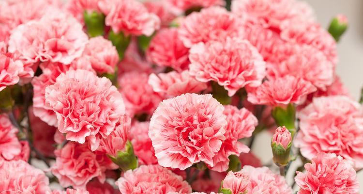 数字19的花语是什么？19代表的花语含义是什么？