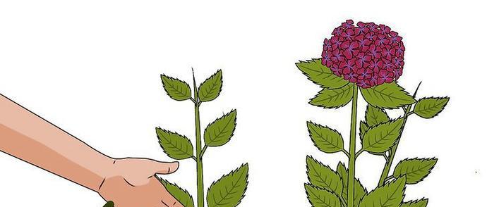 有哪些简单易操作的花卉游戏？花卉游戏的乐趣在哪里？