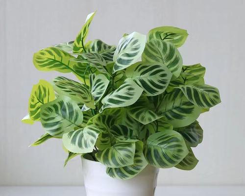 花卉绿植用什么盖面最好？盖面材料的选择标准是什么？
