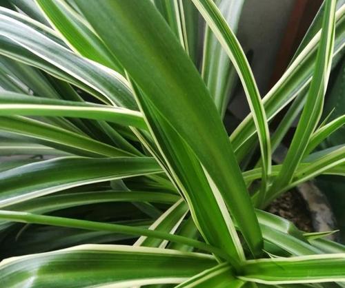 花卉绿植用什么盖面最好？盖面材料的选择标准是什么？